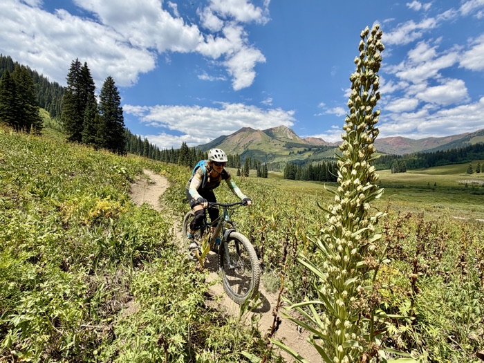 A rider on singletrack with a tall wildflower stalk in the foreground